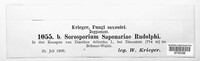 Thecaphora saponariae image